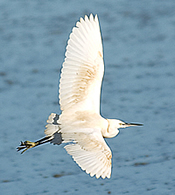 Bird in flight